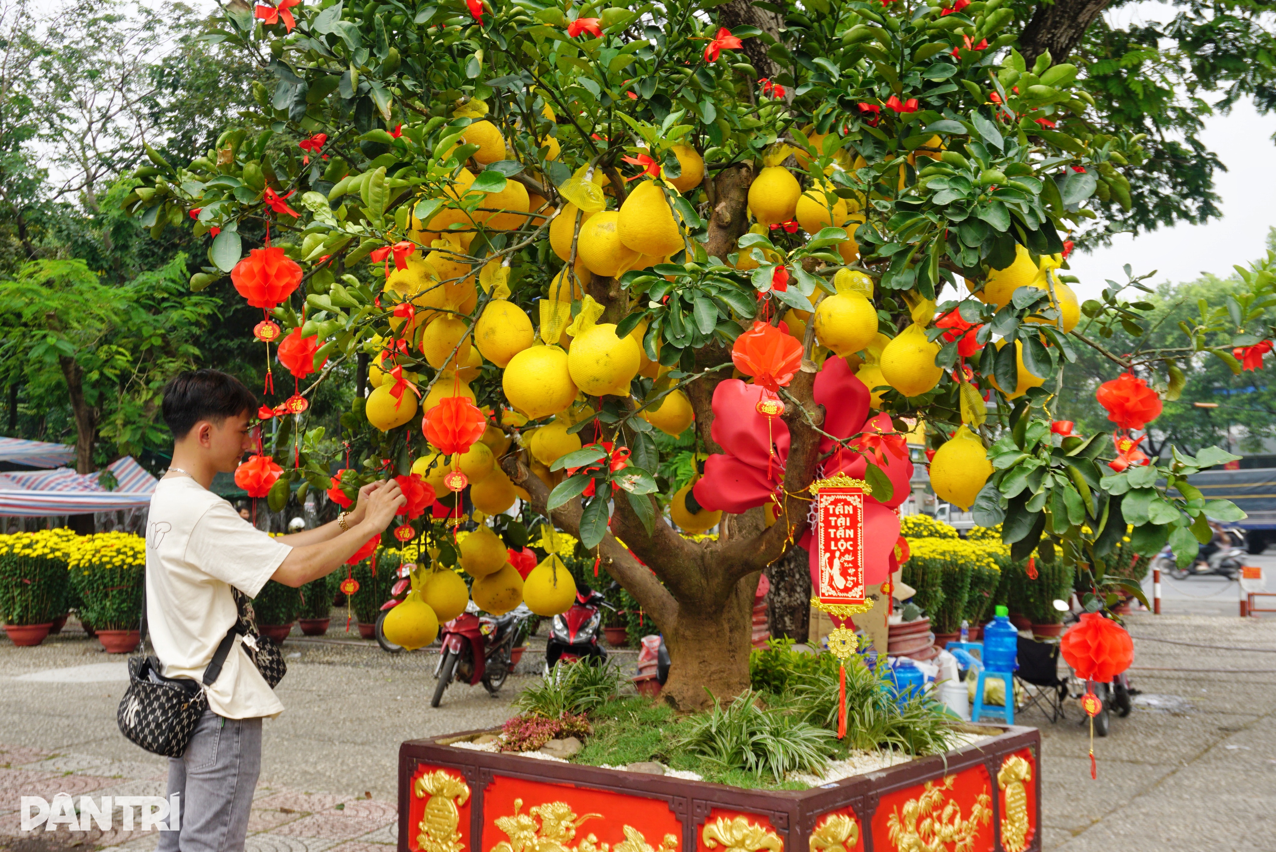 HCMC: Tet-persikoblommor fördubblas i pris, täckta i väntan på att kunder ska köpa - 3 TPHCM: Đào Tết tăng giá gấp đôi, trùm kín chờ khách đến mua - 3