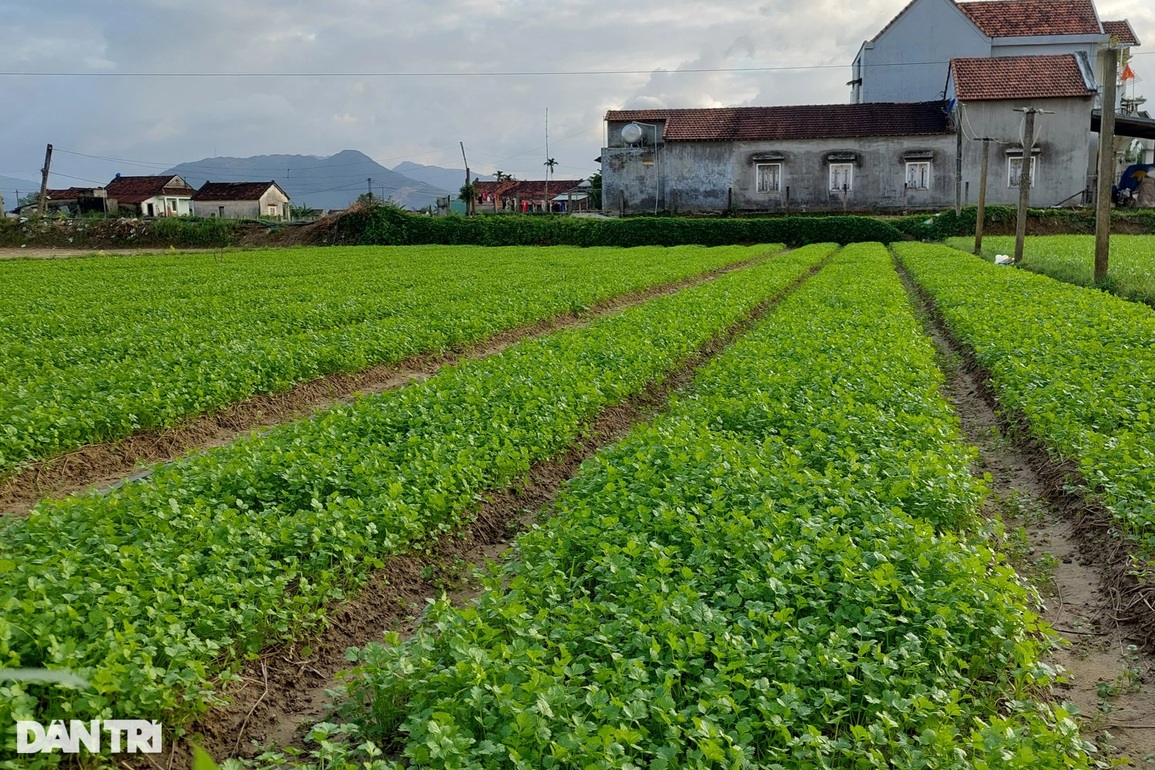 Rau được mùa mất giá, nhà nông buồn nẫu cả ruột - 4 Rau được mùa mất giá, nhà nông buồn nẫu cả ruột - 4