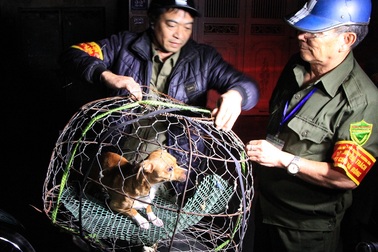 “Đã hạn chế được 70 - 80% tình trạng chó thả rông”