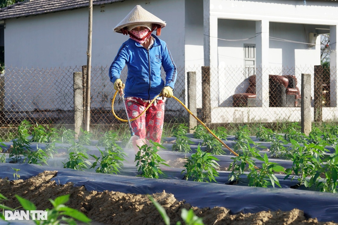 Rau được mùa mất giá, nhà nông buồn nẫu cả ruột - 7 Rau được mùa mất giá, nhà nông buồn nẫu cả ruột - 7