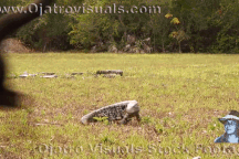 Mỹ: Loài thằn lằn ăn khỏe, to như chó nhà, thành loài xâm lấn nguy hiểm