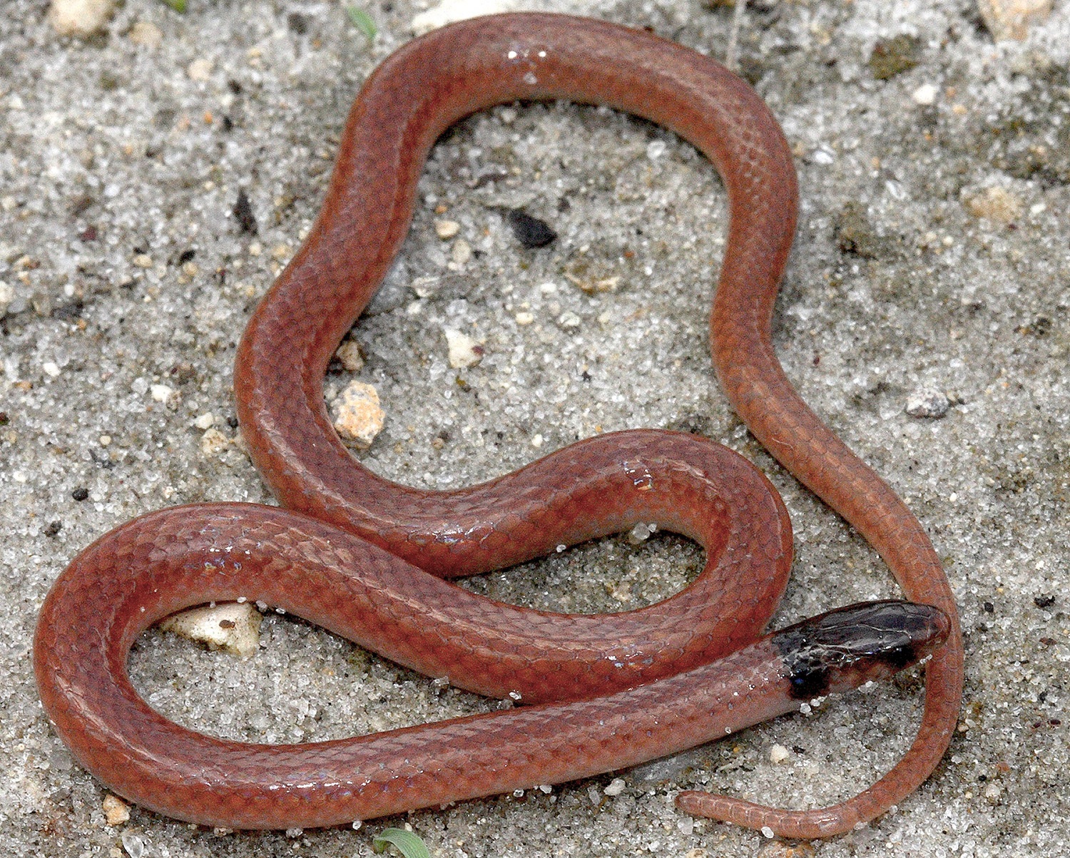 Rắn quý chết thảm vì cố ăn thịt rết độc khổng lồ - 3