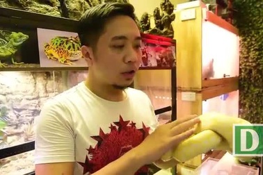 Rợn người bộ sưu tập rắn cảnh “đồ sộ” của 9x Hà Nội