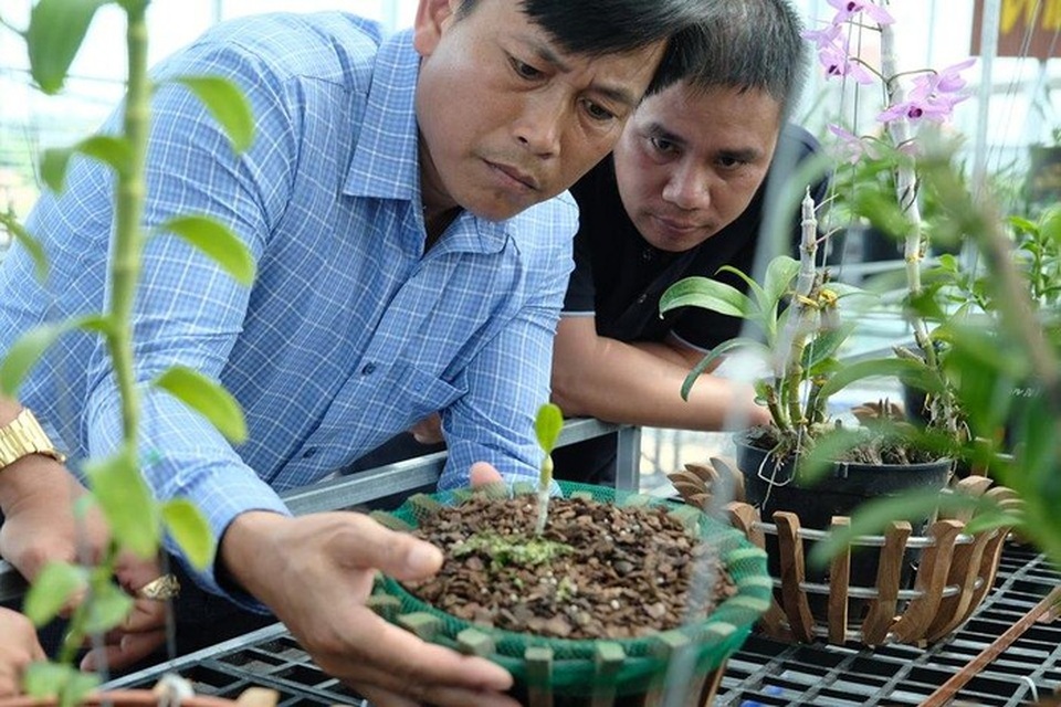 Ngắm vườn lan đột biến, giá trị gần 10 tỷ đồng tại Mê Linh - 3 Ngắm vườn lan đột biến, giá trị gần 10 tỷ đồng tại Mê Linh - 3
