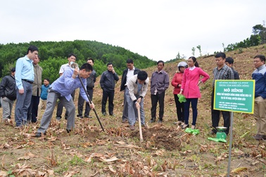 Bình Liêu có thêm giống dong riềng năng suất cao