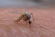 Vi rút Zika gây tật đầu nhỏ có thực sự đáng sợ?