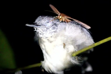 Hiện tượng kinh ngạc: Bướm đêm uống trộm nước mắt khi chim ngủ say giấc