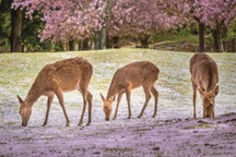 Công viên Nhật Bản nổi tiếng có loài "nai thần"