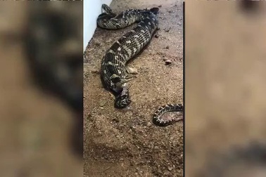 Kinh ngạc cảnh rắn khổng lồ đẻ liền một lúc 57 con