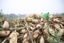 Nông dân Hà Nội ngậm ngùi vứt bỏ hàng trăm tấn củ cải trắng