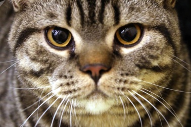 Mèo hoang giết hại hàng triệu động vật bò sát