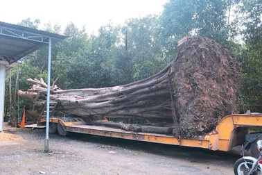 Cây “quái thú” vừa lọt qua nhiều tỉnh thành từng là tang vật vụ án lâm sản