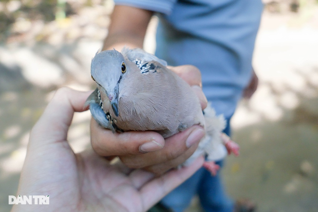 Tiểu thương Hà Nội hốt bạc bán hàng nghìn chim phóng sinh rằm tháng 7 - 8
