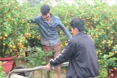 Vận chuyển quất cảnh Tết ở Hội An