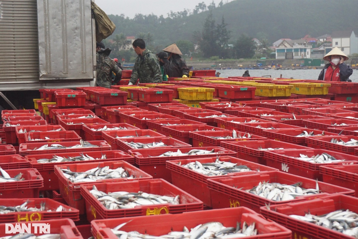 Đội mưa rét kiếm ngày triệu bạc, thợ bốc xếp ở cảng cá mơ Tết ấm - 11 Đội mưa rét kiếm ngày triệu bạc, thợ bốc xếp ở cảng cá mơ Tết ấm - 11