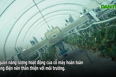 "Choáng" với cỗ máy khổng lồ thu hoạch 80.000m2 dâu tây trong 3 ngày