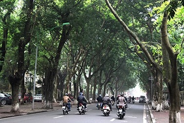 Trồng cây "đặc sản" Hà Nội trước sân bay