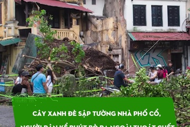 Cây xanh đè sập tường nhà phố cổ, người dân kể phút bò ra ngoài thoát chết