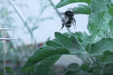 Nông nghiệp công nghệ cao: Dùng “đội quân ong” kiểm soát cả cánh đồng