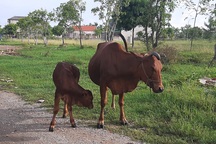 Bi hài xét nghiệm ADN cho bò để phân xử tranh chấp