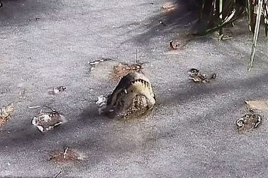 Kinh ngạc cách cá sấu sinh tồn trong hồ đóng băng ở Mỹ