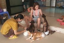 Bị tố phát tán mùi hôi, nhóm cứu hộ chó mèo "cầu cứu" vì phải chuyển nhà