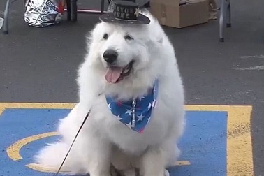 Lạ lùng chuyện chú chó 3 năm liền đắc cử thị trưởng ở Mỹ