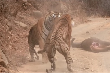 Hổ cái liều lĩnh cướp bữa ăn của con đực