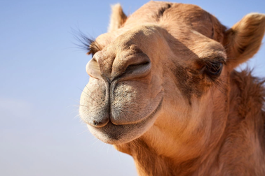 Lạc đà làm thế nào để sống sót trên sa mạc cằn cỗi?