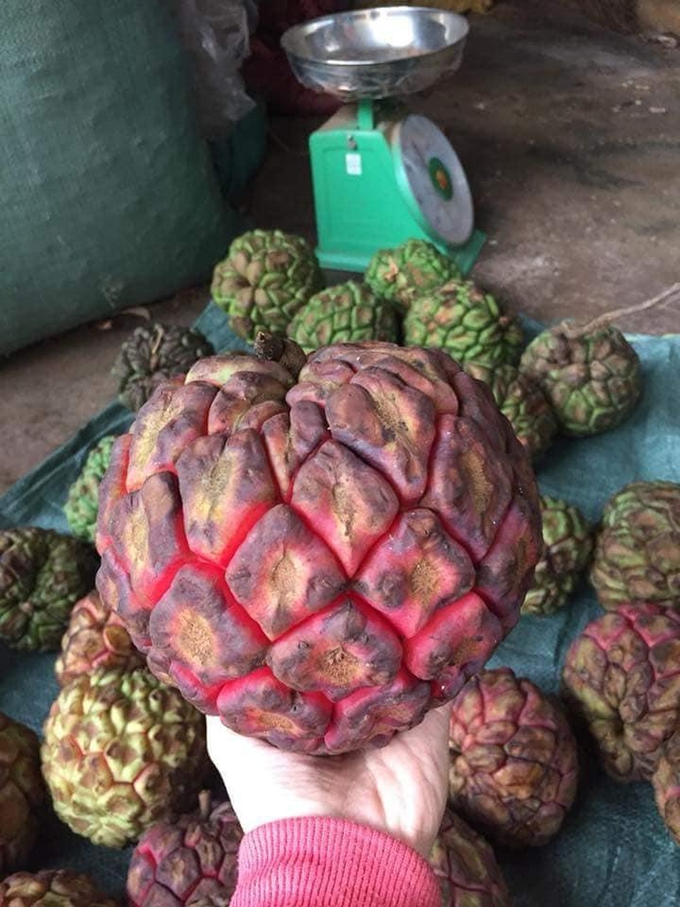 Na rừng khổng lồ nặng 3kg “chỉ ngửi, không ăn” vẫn đắt hàng về Thủ đô - 1 Na rừng khổng lồ nặng 3kg “chỉ ngửi, không ăn” vẫn đắt hàng về Thủ đô - 1