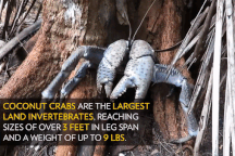 Kỳ lạ loài cua khổng lồ có thể leo cây, chuyên săn mồi chuột và chim