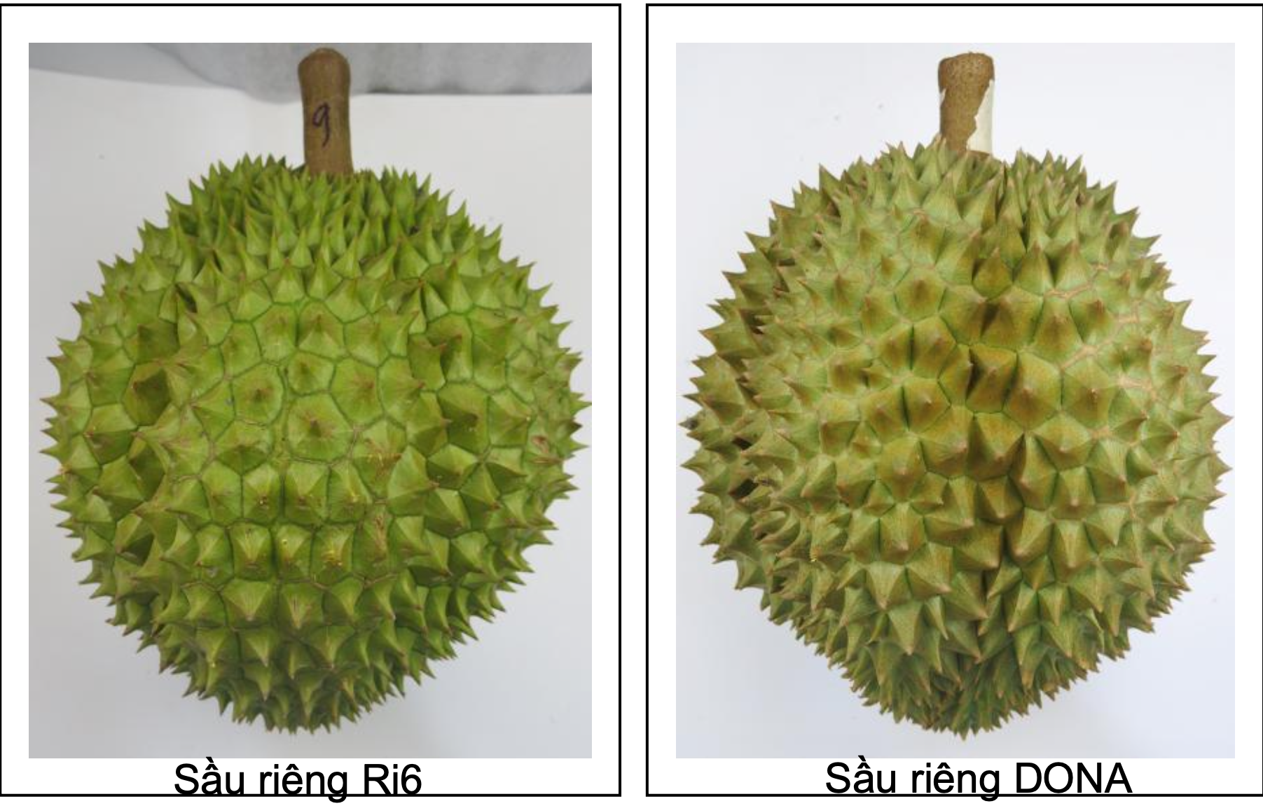 Cục Trồng trọt đề xuất 3 hạng phân loại sầu riêng - 1