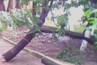 “Sưa tặc” lộng hành trong công viên