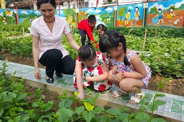 Tinh khiết vườn rau sạch trong trường mầm non cho trẻ ăn an toàn