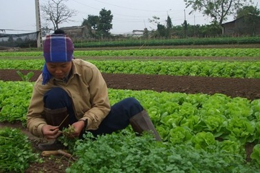 Hà Nội: Tiểu thương “làm loạn” giá rau xanh 