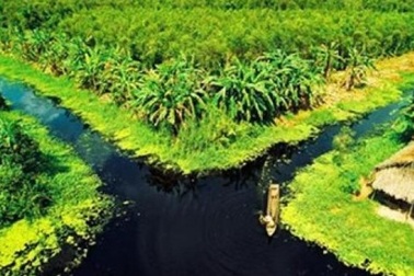 Rừng U Minh Hạ: Nơi con lươn cũng thành tinh