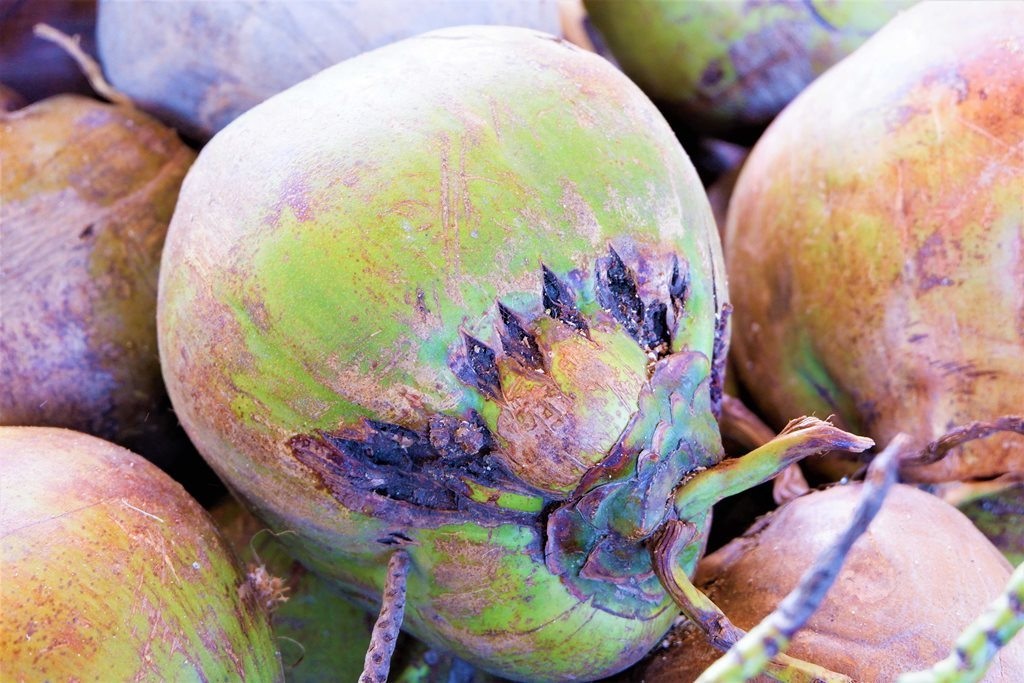 Về Bến Tre xem phụ nữ lột vỏ dừa nhanh... như máy - 3