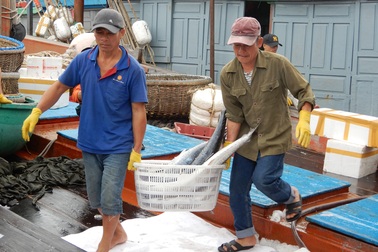 Đà Nẵng: Ngư dân được mùa cá thu sau bão