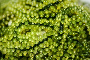 Giá rong nho tươi giảm mạnh, hàng siêu rẻ ngập chợ mạng