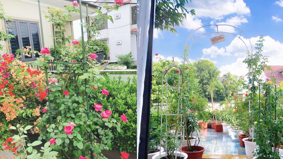 Mẹ đảm Nghệ An tiết lộ chiêu chăm vườn hồng ban công ngát hương - 2 Mẹ đảm Nghệ An tiết lộ chiêu chăm vườn hồng ban công ngát hương - 2