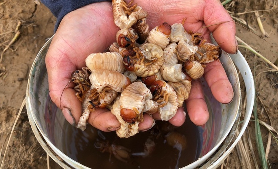 Loạt đặc sản con nhung nhúc, béo tròn, khách vừa ăn vừa sợ - 7