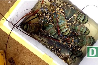 Tôm hùm "đi lạc", người nuôi tôm khóc, người đánh lưới cười