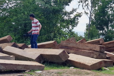 Thêm thủ đoạn phá rừng tại Phú Yên: Dùng cả đàn trâu kéo gỗ đi tiêu thụ!