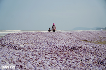 Bãi ngao "khủng" trên bờ biển: Ngao chết từ lâu?