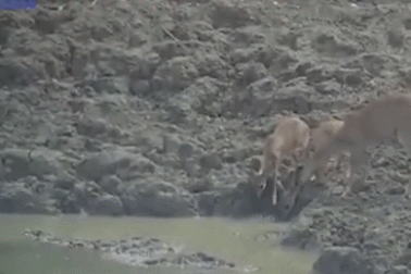 Hình ảnh động vật nổi bật: Trăn phóng mình bắt gọn nai trong chớp mắt