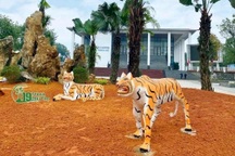 Vụ 5 tượng hổ "dị dạng" ở Phú Thọ: Đốc thúc chỉnh sửa để sớm trưng bày Tết