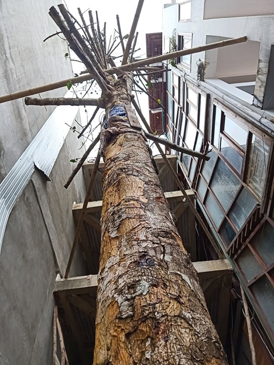 Chuỗi ngày không ngủ của ông chủ ngôi nhà gỗ 30 tỷ vừa tậu cặp cây khủng - 8 Chuỗi ngày không ngủ của ông chủ ngôi nhà gỗ 30 tỷ vừa tậu cặp cây khủng - 8