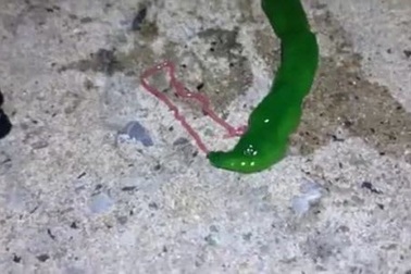 Sinh vật màu xanh, lưỡi hồng bí ẩn bất ngờ xuất hiện ở Đài Loan