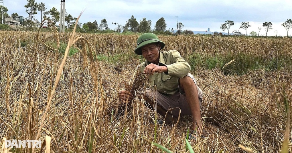 Nông dân đổ mồ hôi gieo trồng, chảy nước mắt khi thu hoạch - 3