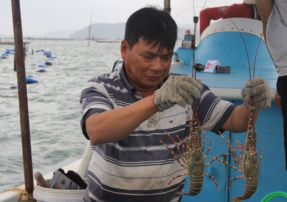 Sự thật về giá tôm hùm ở Phú Yên chỉ 200.000 đồng/kg - 4 Sự thật về giá tôm hùm ở Phú Yên chỉ 200.000 đồng/kg - 4